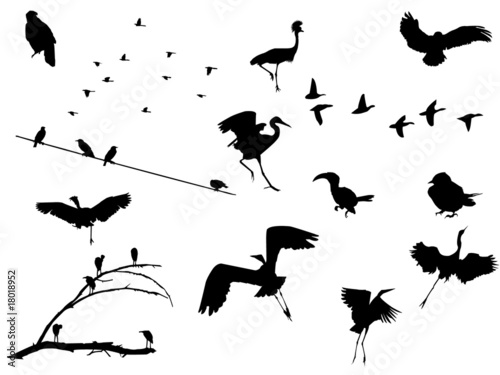 Birds set