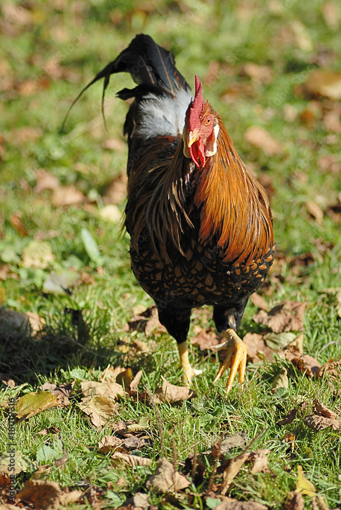 Fototapeta premium Hahn auf der Wiese 1