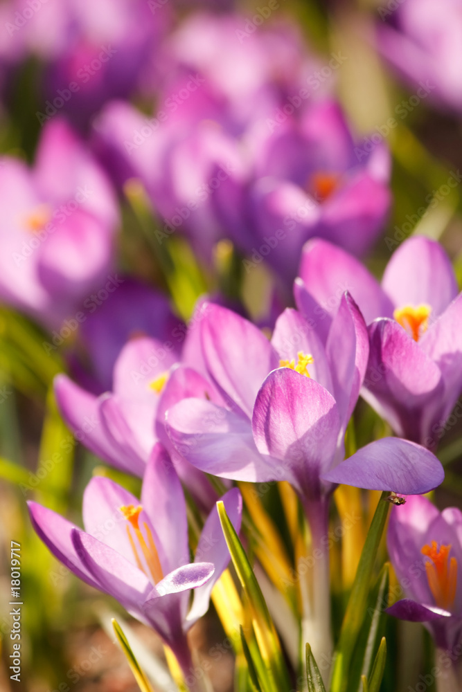 rich spring flowers.