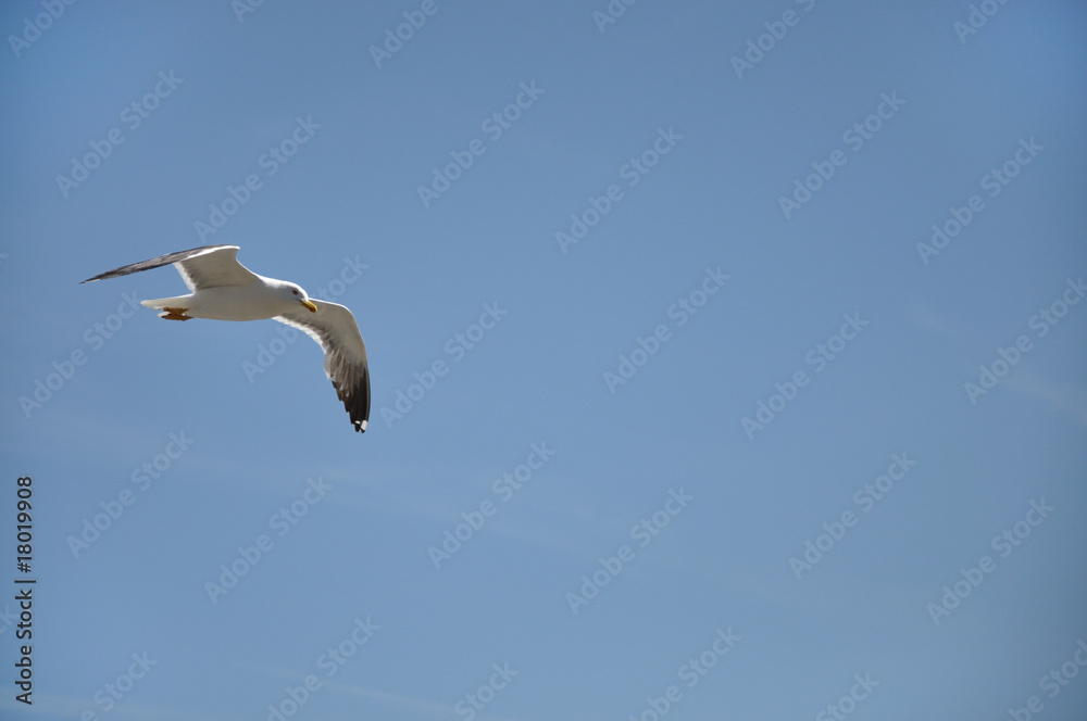 Obraz premium Goeland