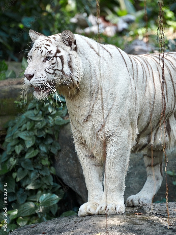 Fototapeta premium White tiger looking left - close up
