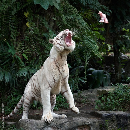 White tiger catching meat on the fly