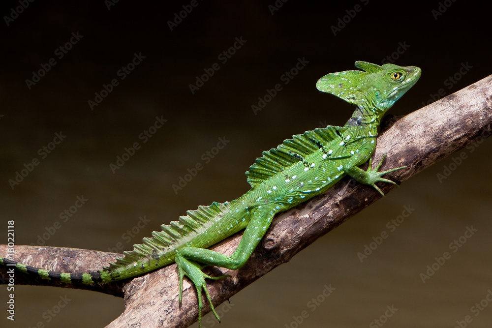 Naklejka premium Jesus crist lizard sitting on a branch