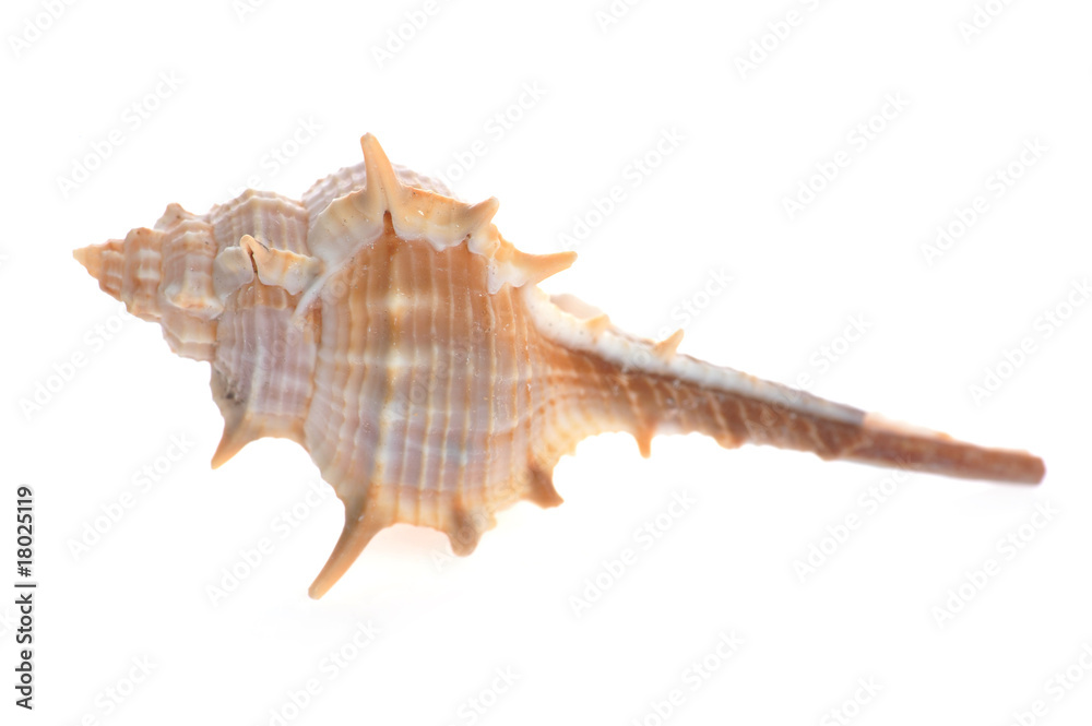 sea shell close up isolated on white sea shell close up isolated on white