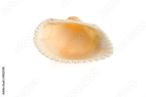 sea shell close up isolated on white