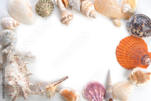 frame made of sea shells