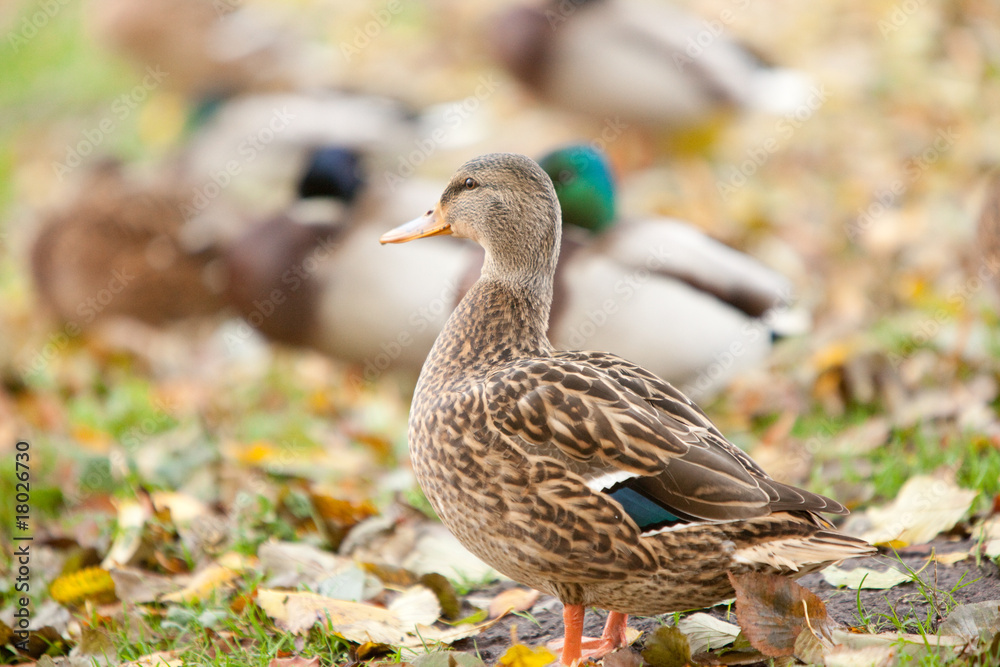 Fototapeta premium duck