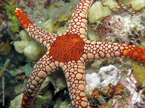 Underwater wildlife- Sea star