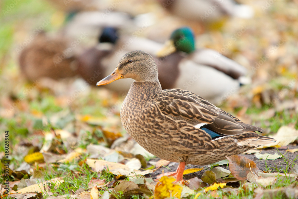 Fototapeta premium duck