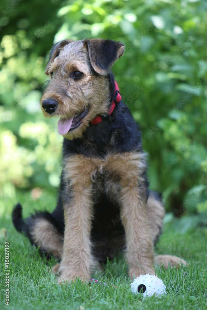 Airedale Terrier-Welpe