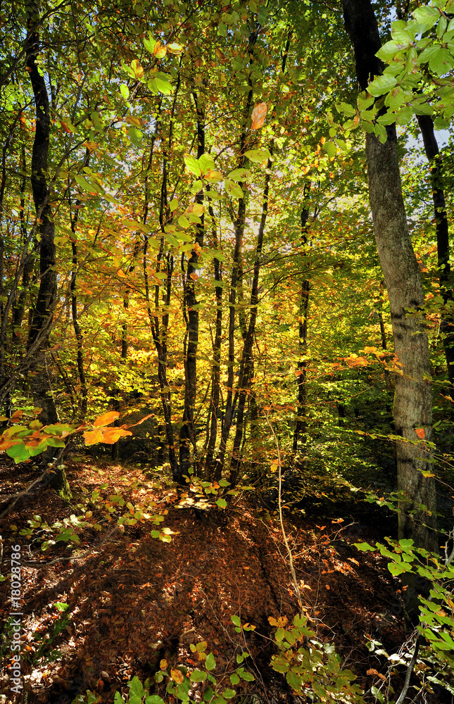 foret d'automne foret d'automne