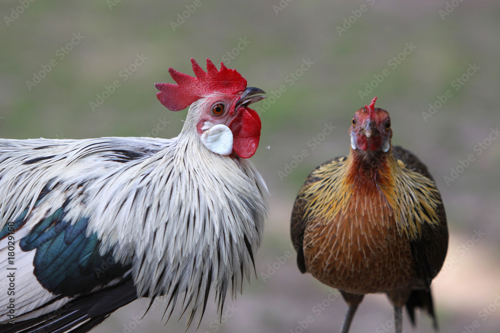 Naklejka premium Hahn und Henne