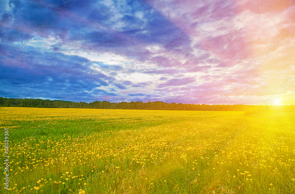 Obraz premium dandelion field under sunset light