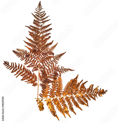 two brown fern branches