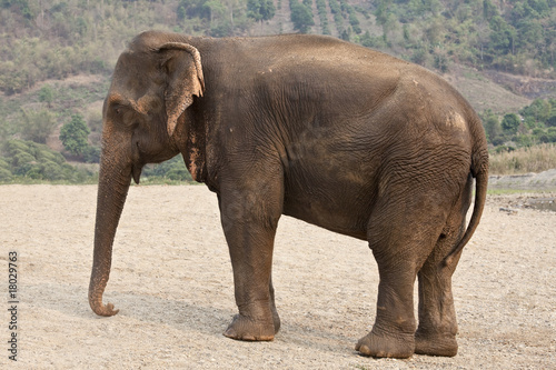 Profile adult elephant.