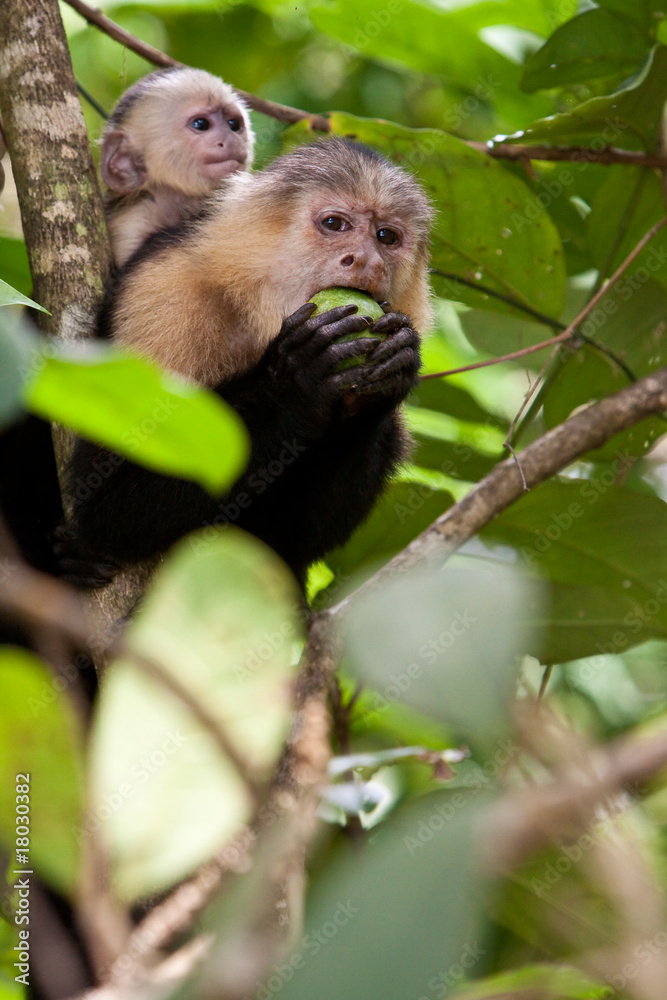 Capuchin monkey with young in a tree Capuchin monkey with young in a tree