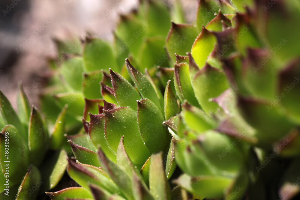 Dach-Hauswurz (Sempervivum tectorum) Dach-Hauswurz (Sempervivum tectorum)