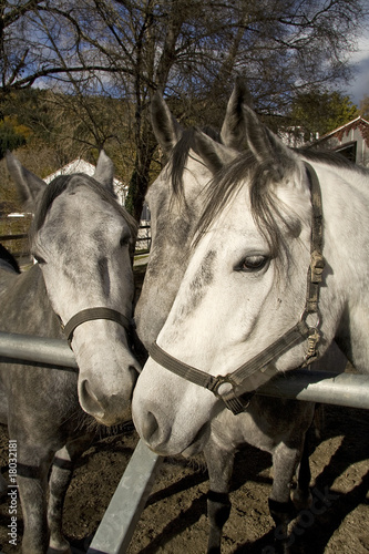 Three horses © Lance Bellers