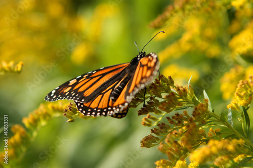 Monarch On Golden Rod © Ron Rowan