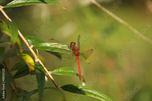 Ruby Meadowhawk Dragonfly Male - Sympetrum rubicundulum © Ron Rowan