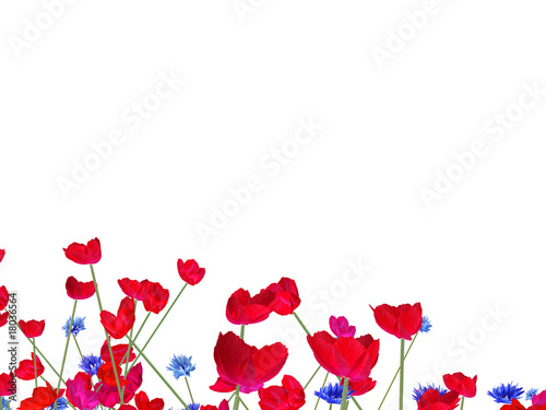 Fototapeta Naklejka Na Ścianę i Meble -  meadow full of  red poppies on white background