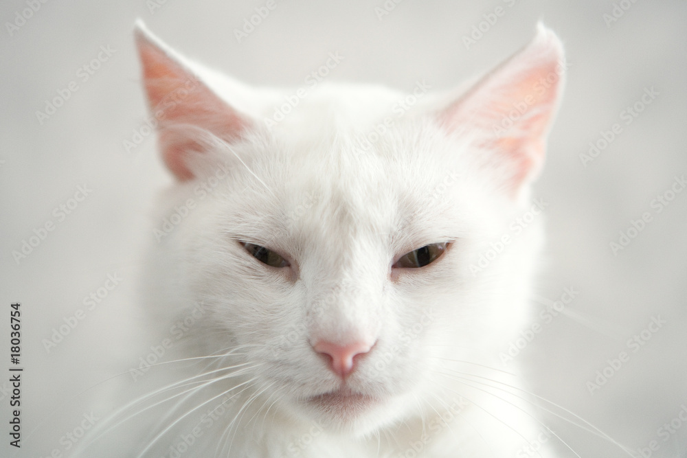 Fototapeta premium Regal cat