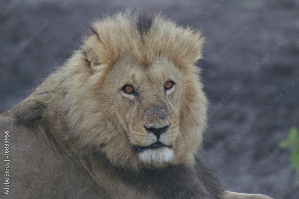 Fototapeta premium KONICA MINOLTA DIGITAL CAMERA