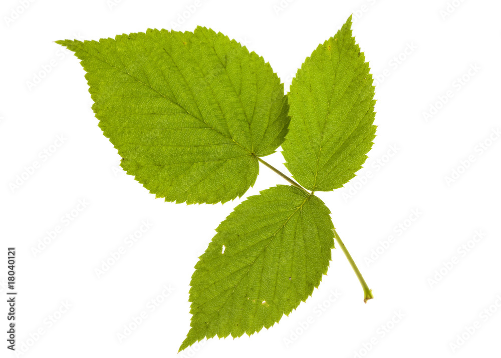 Fototapeta premium raspberry leaf