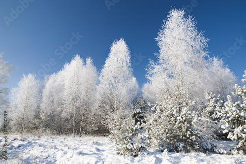 Winter forest 4 © Adam Gryko