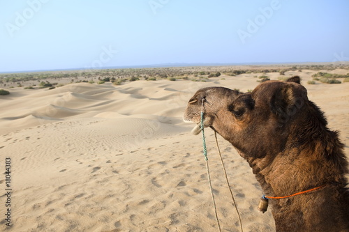 in thar desert near jaisalmer