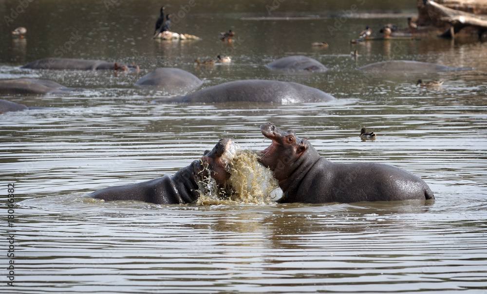 Fototapeta premium Hippopotami - rivals.