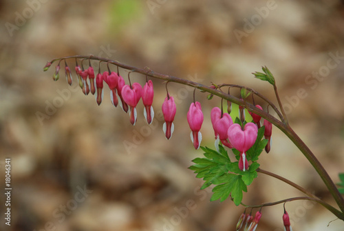 Dicentra spectabilis - Bleeding Heart