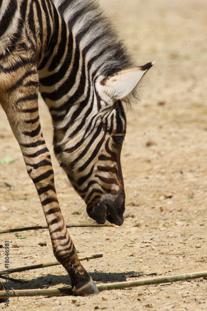 Fototapeta premium Steppenzebra