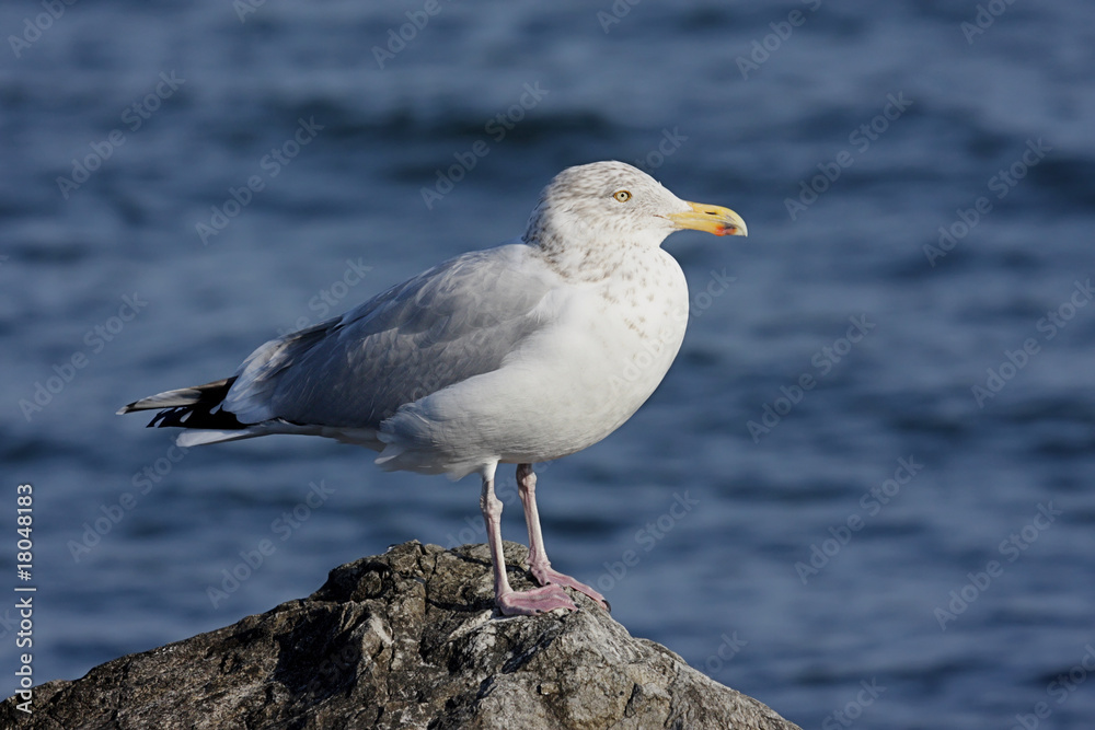 Herring Gull By The Ocean Herring Gull By The Ocean