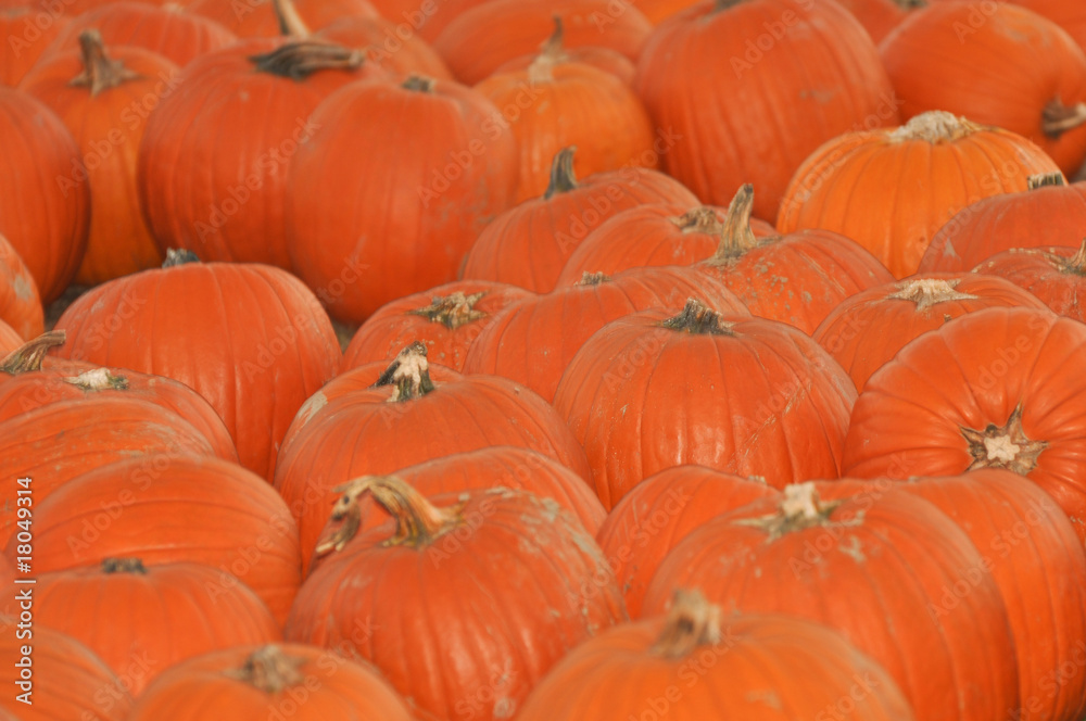 Pumpkin Patch Pumpkin Patch