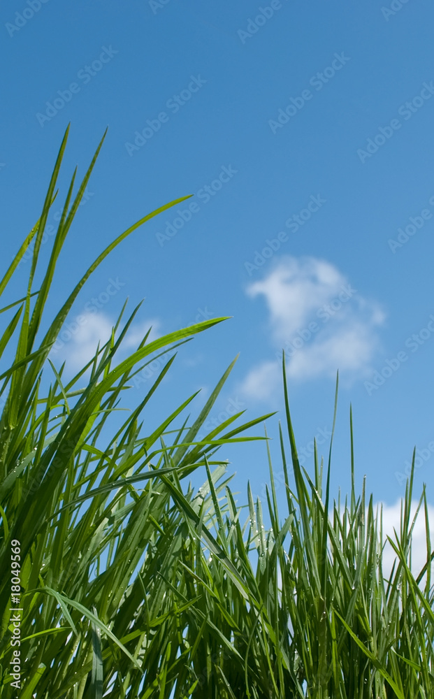 Obraz premium Grass against blue sky