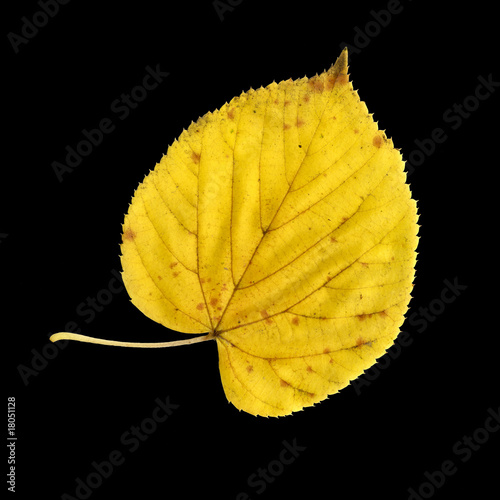 Canvastavla Blattoberseite der Sommerlinde im Herbst