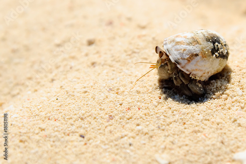 Hermit crab on white sand