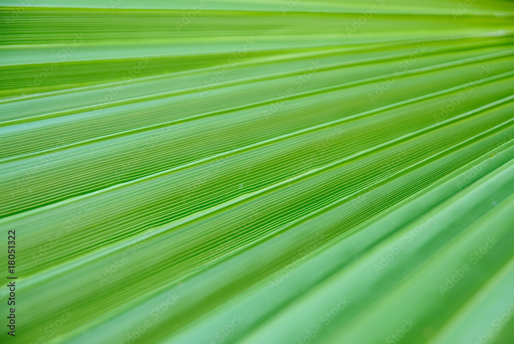 Obraz premium Green palm leaf texture