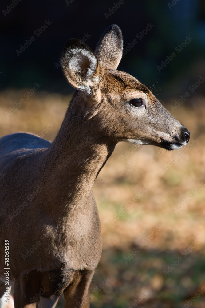 White Tailed Deer in the Wild