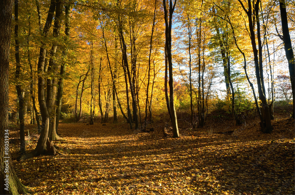 Obraz premium Herbst