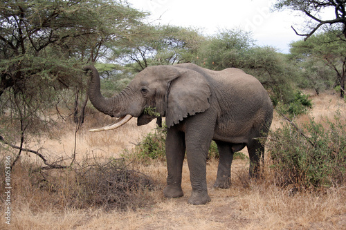 AFRIKANISCHER ELEFANT im LAKE MANYARA NATIONAL PARK