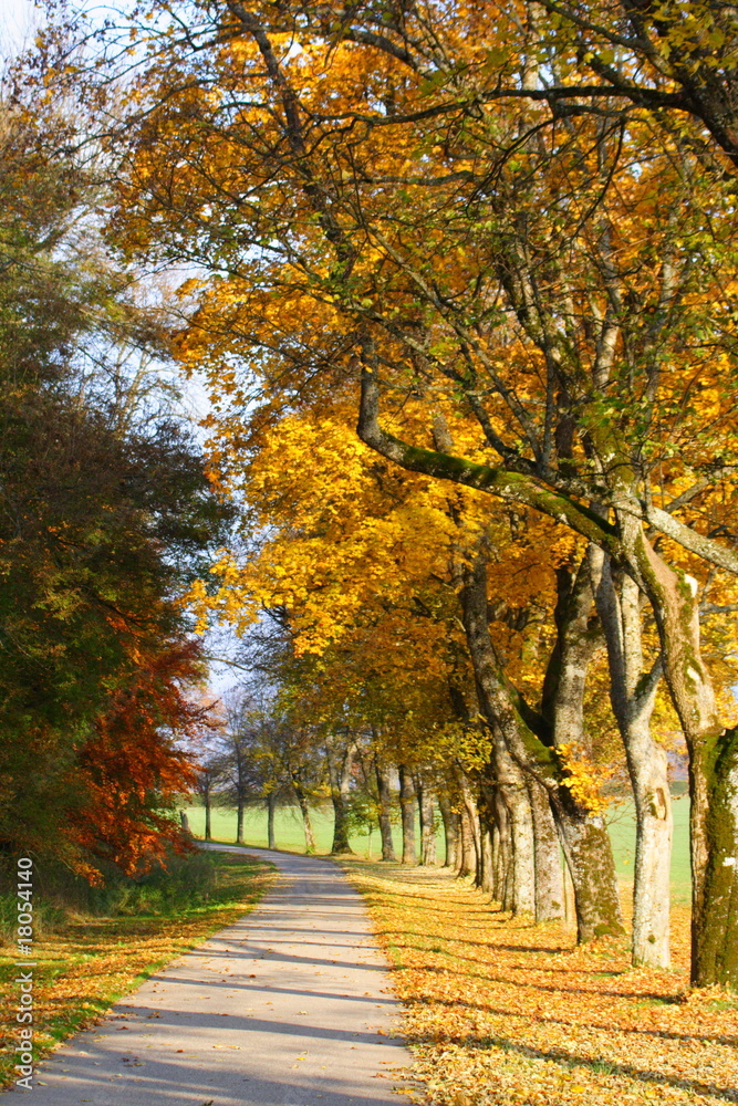 Naklejka premium Allee im Herbst