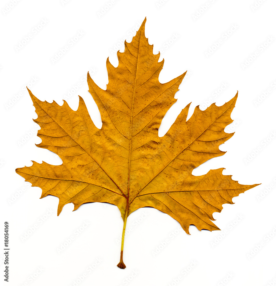 Obraz premium Scaned autumn leave