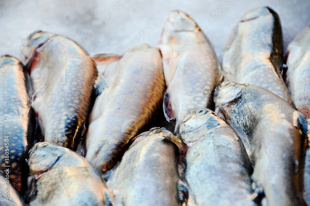 Fototapeta premium trouts