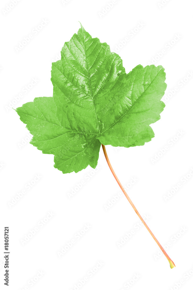 Fototapeta premium Leaf