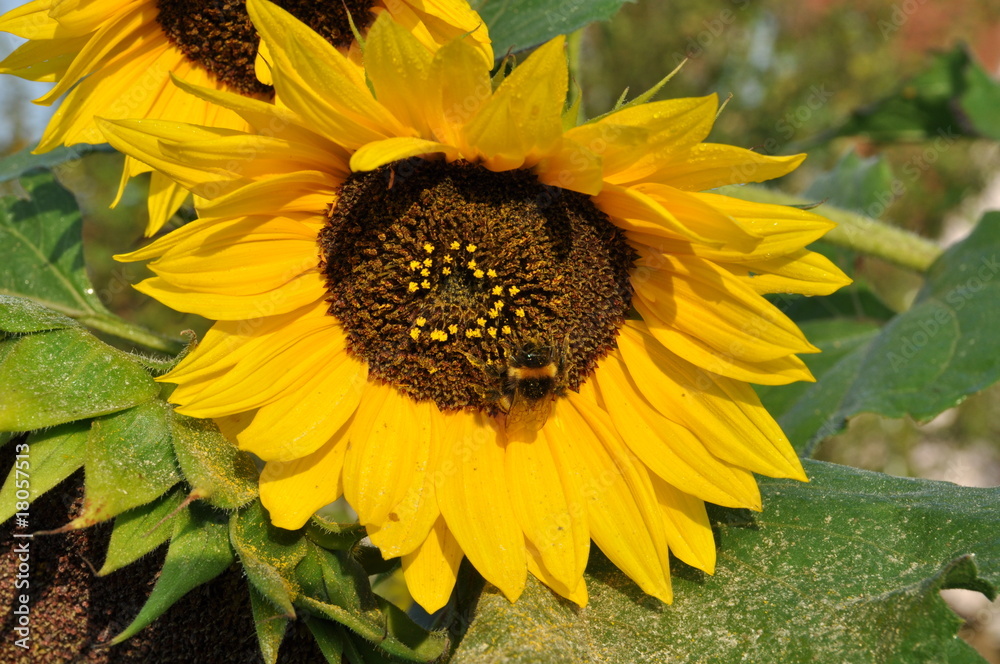 Obraz premium Sonnenblume mit Hummel