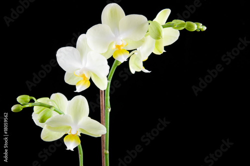 Green orchid