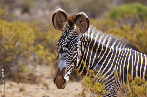grevys zebra close up headshot photo