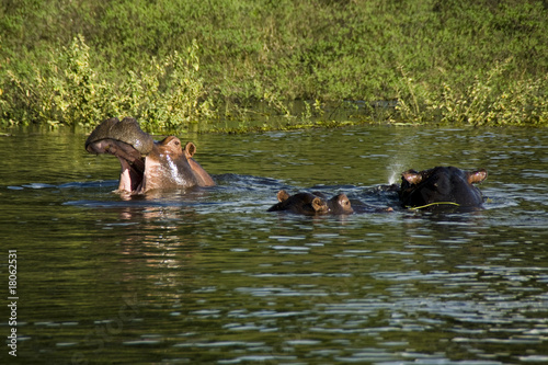 hippos 2